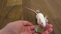 Une souris se paye une noisette