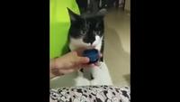 Chat musical