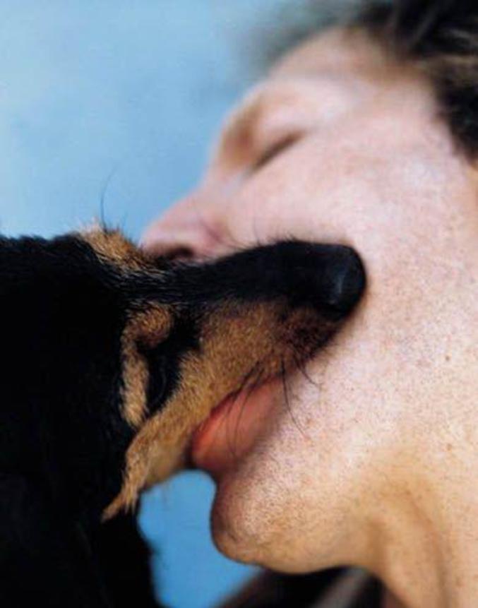Un chien qui embrasse bien