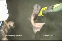 Le requin et la pompe 