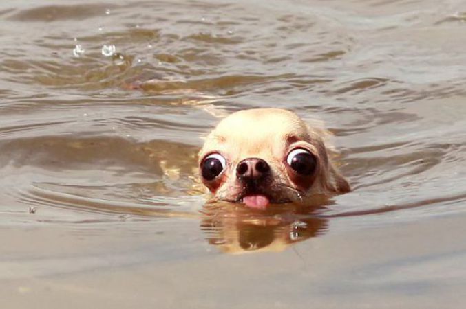 Un chien au regard sensuel avance dans l'eau.