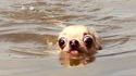 Un chien à l'eau 
