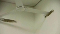 Ventilateur au plafond