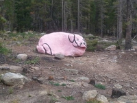 Un cochon dans les bois