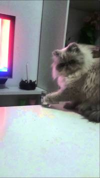 Connard de chat