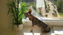 Photo de chatte
