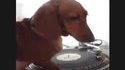 DJ Dog