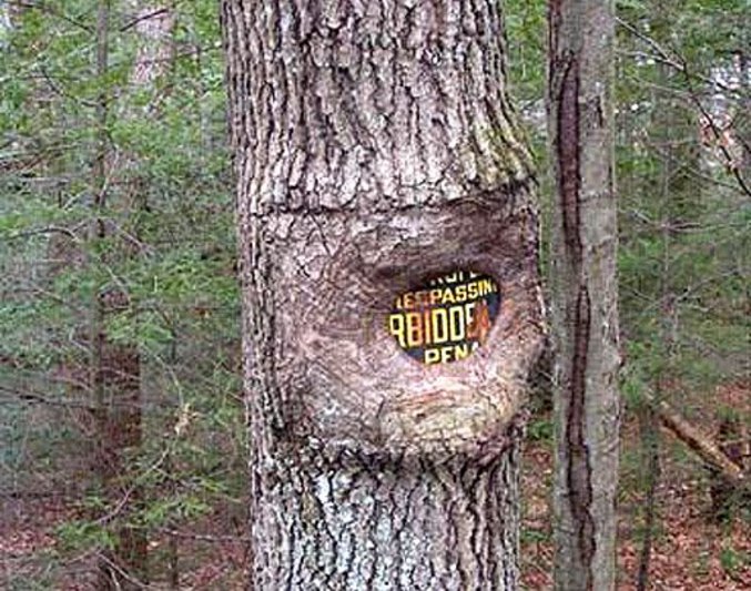 Un panneau totalement "mangé" par un arbre.