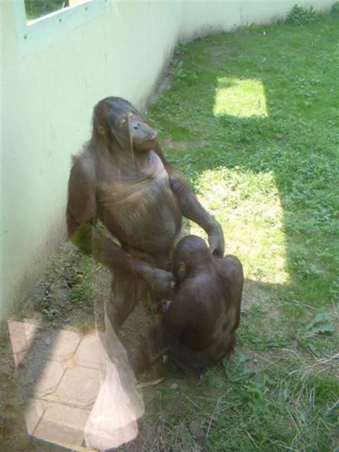 Un chimpompé & sa femelle