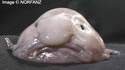 Poisson flan
