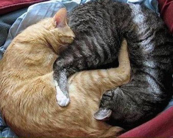 Des chats très zens lors de leur sieste.