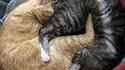 Chats Yin Yang