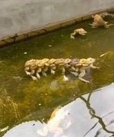 Partouze batracienne