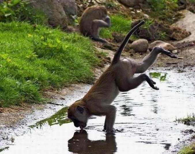 Un singe qui boit d'une drôle de façon.