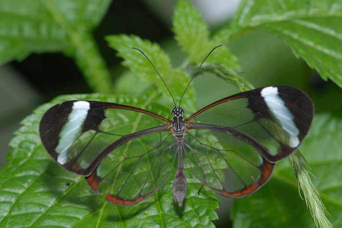 En espagnol, ce papillon s'appelle espejitos (petits miroirs). Greta Oto est un papillon de la famille des nymphalidés qui a la particularité d'avoir des ailes transparentes pour atteindre l’envergure de 5,5 à 6 cm. Il vit dans les forêts humides d’Amérique Centrale (Mexique, Costa-Rica, Panama, Équateur et Venezuela) en butinant des fleurs communes comme le lantana, mais choisit de pondre ses œufs sur les plantes tropicales toxiques dont les chenilles se nourrissent des toxines ou se protègent de par l'odeur fétide qu'elles dégagent. A l'age adulte, ses ailes lui confère un camouflage important.