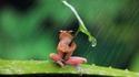 Une grenouille se protège de la pluie