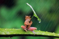 Une grenouille se protège de la pluie