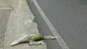 Pourquoi le paresseux traverse la route ?