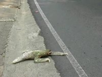 Pourquoi le paresseux traverse la route ?