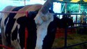 Unicowrn
