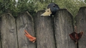 Freine Daffy ! Freine !!!!!