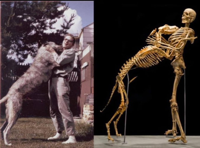 Grover Krantz est un anthropologue et professeur universitaire américain. Krantz est connu pour ses travaux sur Bigfoot. Il a donné son corps à la science à la condition qu'il reste avec son chien. Leurs deux squelettes sont donc exposés ensemble au musée national d'histoire naturelle des États-Unis. (Wiki)
