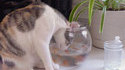 Curious cat