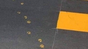 Traces criminelles