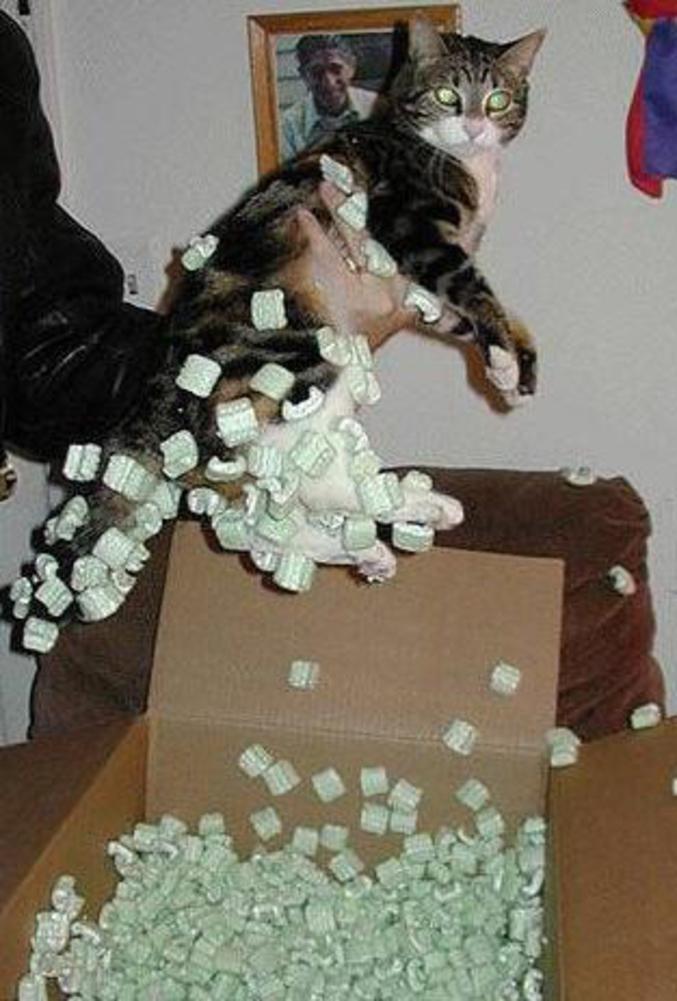 Un chat rempli de polystyrène.