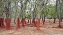 une forêt en demi-teinte