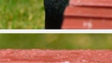 Un pigeon