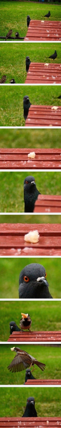 Un pigeon