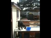 Parkour de cabri
