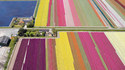 Champs colorés 3