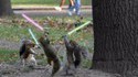 Ecureuils Jedi