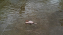 Un canard