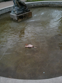 Un canard