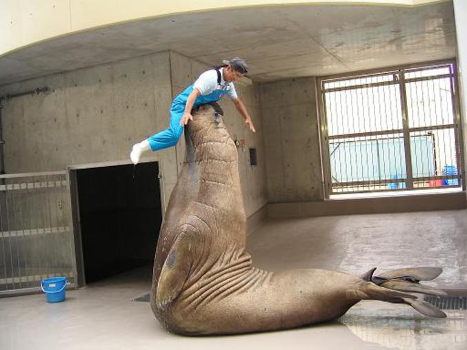 Un éléphant de mer joue avec la personne qui le nourrie.