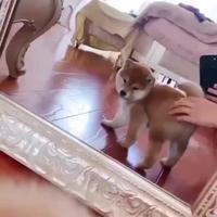 Tel maître tel chien 