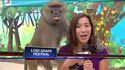 Une journaliste se fait tripoter en direct par un babouin