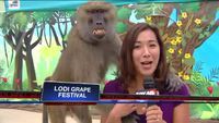Une journaliste se fait tripoter en direct par un babouin