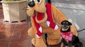 Un chien heureux