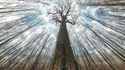 L'arbre au milieu de la forêt