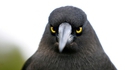 Angry bird