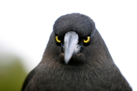 Angry bird