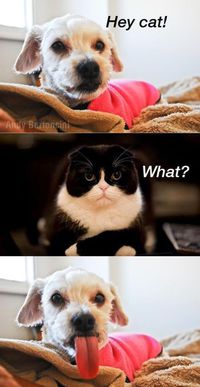 Hé le chat !