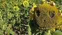Jack le tournesol