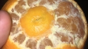 Orangeception