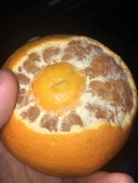 Orangeception