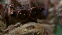 Araignée dans Mission Impossible